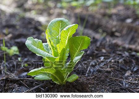 Close up of vegetable plant growing in dirt View Large Photo Image Stock Image - Close up of vegetable plant growing in dirt. Fotosearch