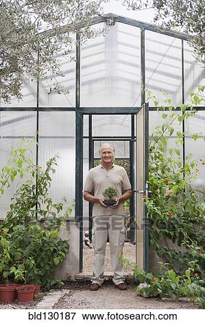 Stock Photo - Man holding plants in greenhouse. Fotosearch