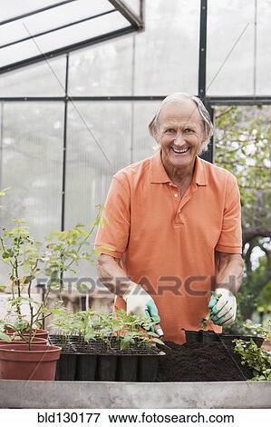Stock Photo - Man potting plants in greenhouse. Fotosearch