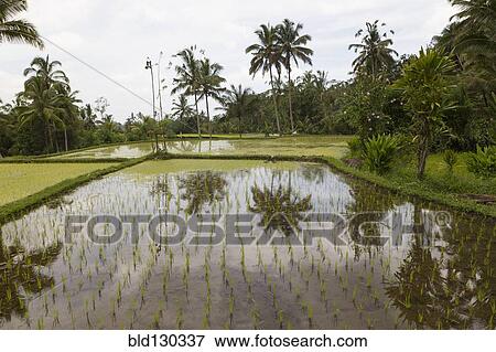 Palm trees reflected in rice field View Large Photo Image Stock Photo - Palm trees reflected in rice field. Fotosearch