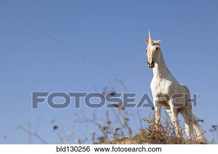 Unicorn on hilltop View Large Photo Image Stock Photograph - Unicorn on hilltop. Fotosearch
