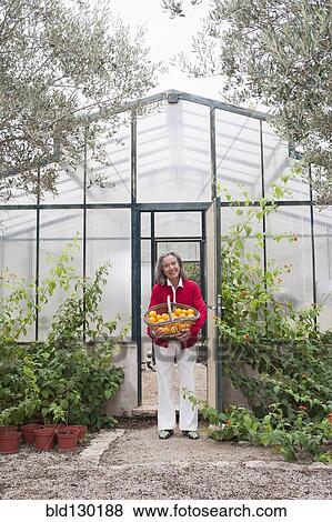 Stock Photo - Woman harvesting fruit in greenhouse. Fotosearch