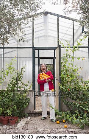 Stock Photo - Woman harvesting fruit in greenhouse. Fotosearch