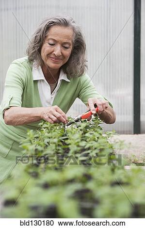 Stock Image - Woman pruning plants in greenhouse. Fotosearch