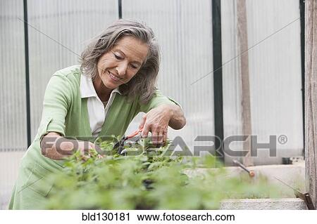 Stock Image - Woman pruning plants in greenhouse. Fotosearch