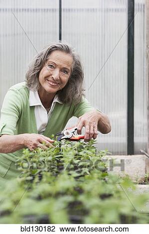 Woman pruning plants in greenhouse View Large Photo Image Stock Image - Woman pruning plants in greenhouse. Fotosearch