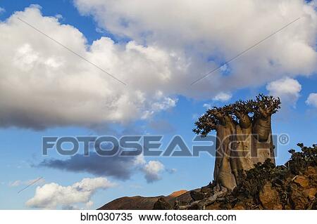 Stock Photography - Bottle tree growing on rocky hillside. Fotosearch