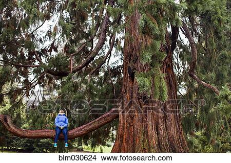 Caucasian woman sitting in tree View Large Photo Image Picture - Caucasian woman sitting in tree. Fotosearch