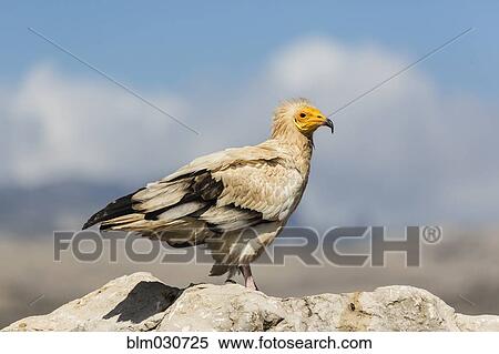 Stock Photography - Close up of Egyptian vulture perched on rock. Fotosearch