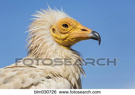 Stock Photograph - Close up of Egyptian vulture's face. Fotosearch