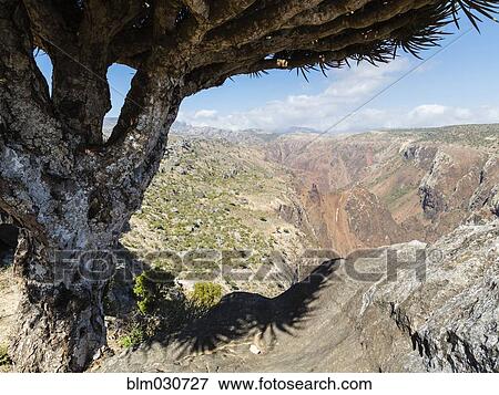 Stock Photo - Dragon's blood tree overlooking Dixam Plateau, Socotra, Yemen. Fotosearch