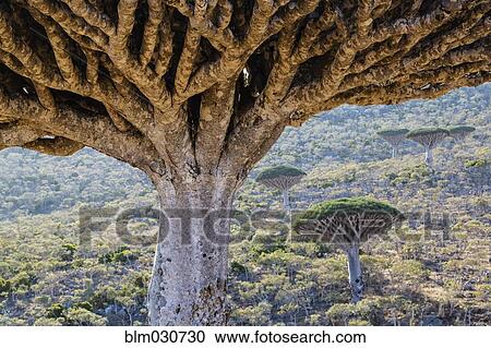 Stock Image - Dragon's blood trees growing in arid landscape. Fotosearch