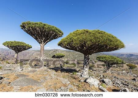 Stock Photo - Dragon's blood trees growing in arid landscape. Fotosearch
