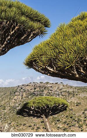 Dragon's blood trees growing in arid landscape View Large Photo Image Stock Photo - Dragon's blood trees growing in arid landscape. Fotosearch