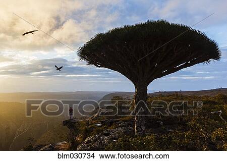 Picture - Dragons' blood trees growing in rural desert landscape. Fotosearch