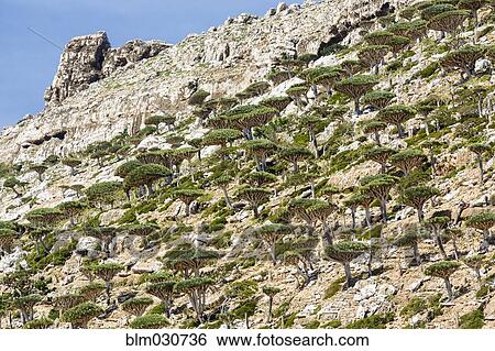 Stock Photograph - Dragon's blood trees growing on craggy hillside. Fotosearch