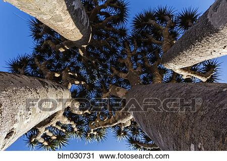 Dragon's blood trees growing under blue sky View Large Photo Image Stock Image - Dragon's blood trees growing under blue sky. Fotosearch
