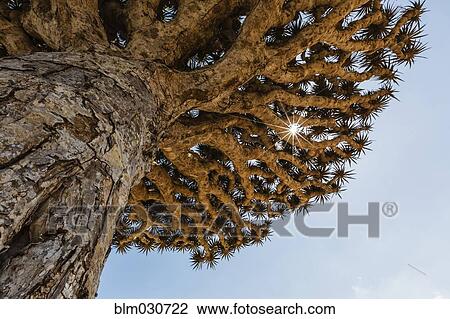 Stock Image - Low angle view of dragon's blood tree. Fotosearch