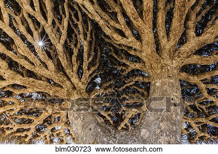 Low angle view of dragon's blood tree View Large Photo Image Stock Image - Low angle view of dragon's blood tree. Fotosearch