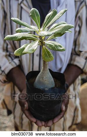 Stock Photo - Man holding potted tropical plant. Fotosearch