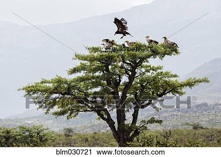 Vultures roosting in frankincense tree View Large Photo Image Stock Image - Vultures roosting in frankincense tree. Fotosearch