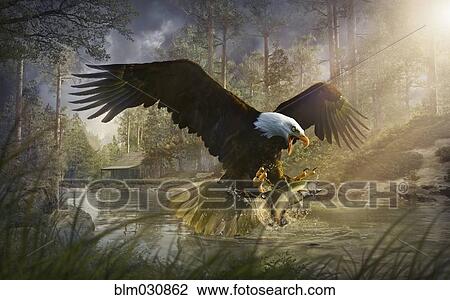 Bald eagle catching fish from rural river View Large Photo Image Stock Image - Bald eagle catching fish from rural river. Fotosearch