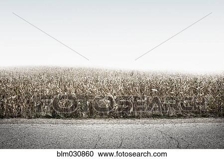 Stock Image - Crop field growing along rural road. Fotosearch
