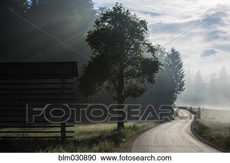 Tree growing by rural road View Large Photo Image Stock Image - Tree growing by rural road. Fotosearch