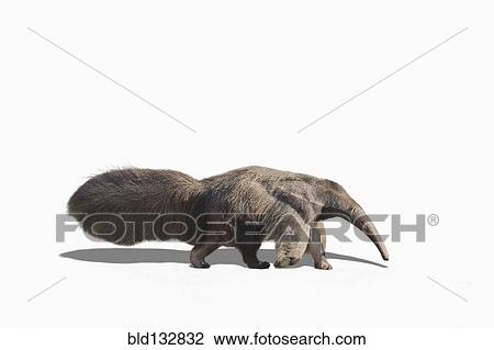 Anteater walking in studio View Large Photo Image Stock Image - Anteater walking in studio. Fotosearch