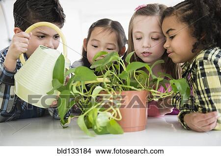 Children watering plant together View Large Photo Image Picture - Children watering plant together. Fotosearch