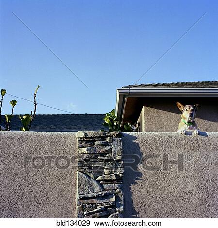 Stock Photo - Dog peering over suburban fence. Fotosearch
