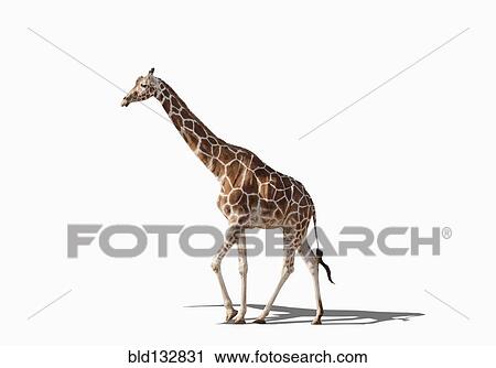 Giraffe walking in studio View Large Photo Image Stock Image - Giraffe walking in studio. Fotosearch