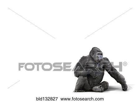Gorilla sitting in studio View Large Photo Image Stock Photo - Gorilla sitting in studio. Fotosearch