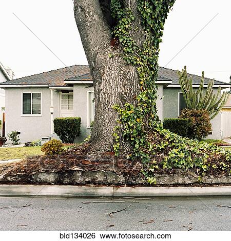 Stock Photograph - Ivy growing on tree on suburban street. Fotosearch