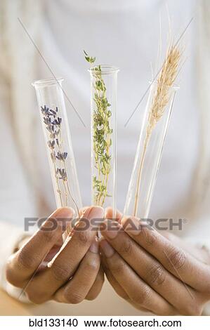 Stock Image - Mixed race woman holding test tubes of herbs. Fotosearch