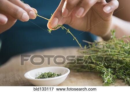 Stock Photo - Mixed race woman trimming herbs. Fotosearch