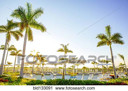 Stock Image - Palm trees by pool at tropical resort. Fotosearch