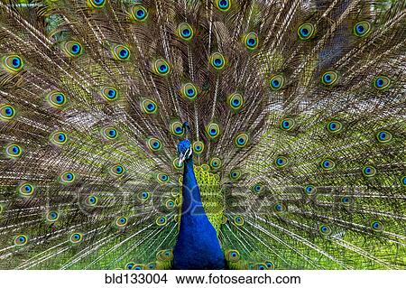 Peacock with feathers fanned out View Large Photo Image Picture - Peacock with feathers fanned out. Fotosearch