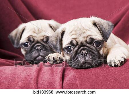 Pugs sitting on sofa View Large Photo Image Stock Photo - Pugs sitting on sofa. Fotosearch