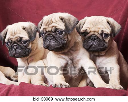 Pugs sitting on sofa View Large Photo Image Stock Photo - Pugs sitting on sofa. Fotosearch