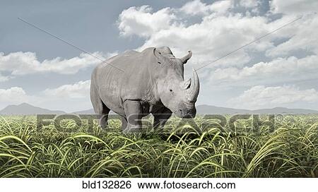 Stock Photograph - Rhinoceros grazing in rural field. Fotosearch