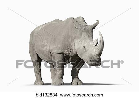 Picture - Rhinoceros walking in studio. Fotosearch