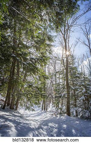 Stock Photo - Trees growing in snowy forest. Fotosearch