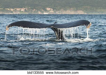 Whale lifting its tail out of water View Large Photo Image Stock Photography - Whale lifting its tail out of water. Fotosearch