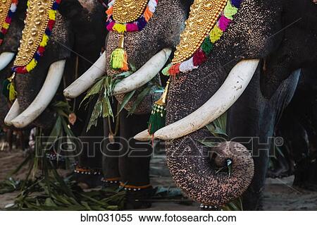 Close up of elephants wearing decorations View Large Photo Image Stock Photography - Close up of elephants wearing decorations. Fotosearch