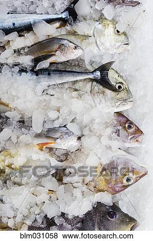 Stock Photo - Close up of fresh fish for sale at market. Fotosearch