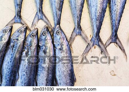 Close up of fresh fish for sale View Large Photo Image Stock Image - Close up of fresh fish for sale. Fotosearch