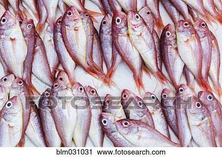 Close up of fresh fish for sale View Large Photo Image Stock Image - Close up of fresh fish for sale. Fotosearch