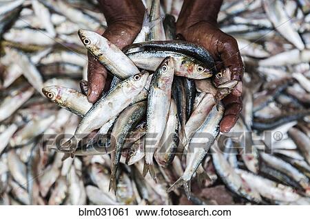Stock Image - Close up of man holding freshly caught sardines. Fotosearch