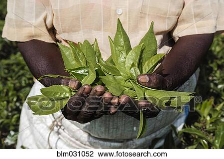 Stock Image - Close up of picker holding tea leaves. Fotosearch